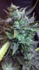 2011-10-03_15-51-57_599.jpg