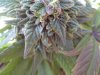 Indica bud 100811purp.jpg Indica bud 100811purp.jpg
