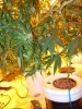 DSCN2420.jpg