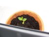 Sprout 02 02.JPG