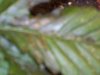 DSCN0541.jpg