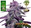 BC_da_purps_LG.jpg