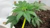 2011-10-06_21-01-36_72.jpg 2011-10-06_21-01-36_72.jpg