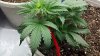 2011-10-06_21-01-24_209.jpg 2011-10-06_21-01-24_209.jpg