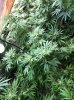 danky dank 093.jpg