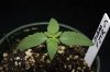 Ripped Bubba-5.jpg
