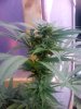 plant_1_c.jpg