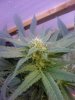 plant_2_a.jpg