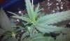 IMAG0202.jpg
