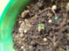pic plant 004.jpg