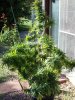 100_4528.jpg
