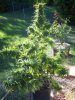 100_4530.jpg