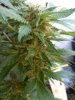 Zenzation-MOC-5-6-weeks-1.jpg