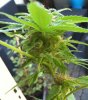 Zenzation-MOC-5-6-weeks-3.jpg