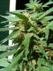 Zenzation-MOC-5-6-weeks-2.jpg
