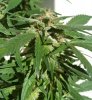 Kandahar-MOC-5-6-weeks-2-mold-.jpg