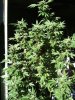 Zenzation-MOC-5-6-weeks-4-Whole-plant.jpg