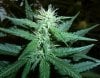 pine express white widow.jpg