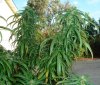 DSC02070.jpg