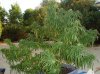 DSC02072.jpg