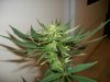 plant 1 (2).jpg