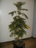 plant 1 (1).jpg