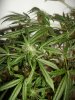 plant 2 (2).jpg