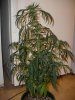 plant 3.jpg