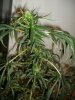plant 3 (1).jpg