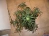 plant 3 (2).jpg