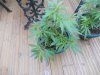 plants 009.jpg