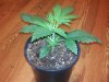 G5-day11.JPG