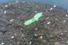 seedling.jpg seedling.jpg