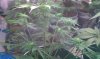 IMAG0137.jpg