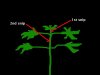 Topping for clones.jpg