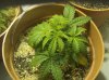 Prob. Plants 002.jpg Prob. Plants 002.jpg