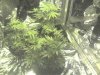 img052.jpg