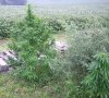 maryjane1.jpg