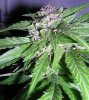 maryjane2.jpg