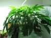 la conf bubbler 001.jpg