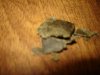 DSC01089.jpg