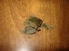 DSC01090.jpg