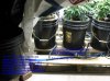 waterfarm & dwc.jpg