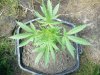 mb@4wks-top.JPG