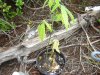 DSC04636.jpg