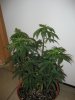 IMG_1086.jpg