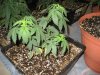 IMG_1074.jpg