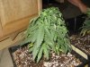 IMG_1078.jpg