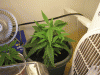 clone2.gif