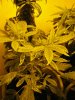flower3.jpg
